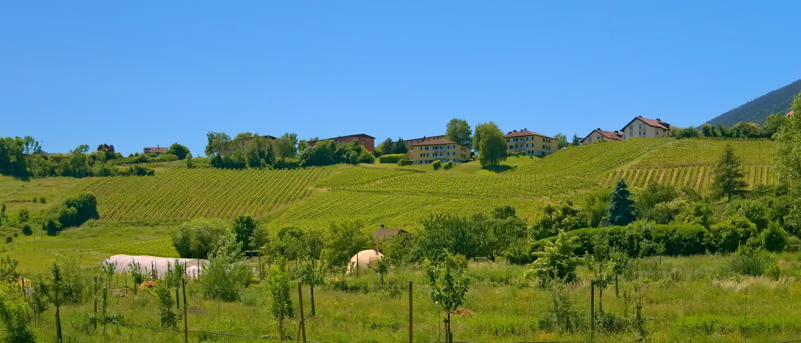 Vue panoramique des vignes de Boudry dans le canton de Neuchâtel, au-dessus des coteaux viticoles